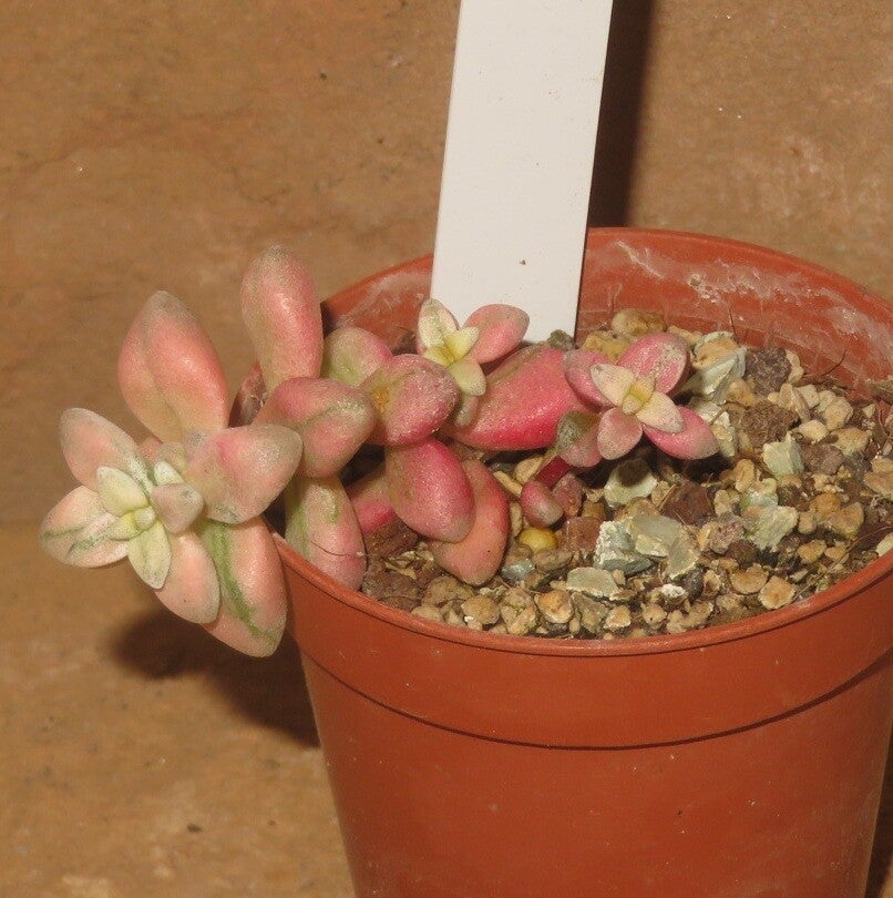 Crassula deltoidea variegata