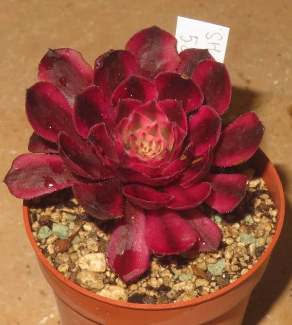 Aeonium arboreum cv Schwarzkopf variegata