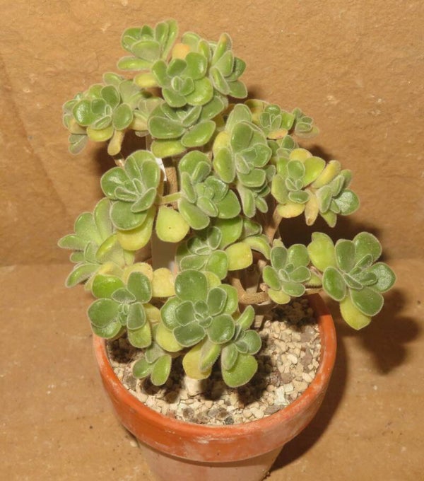 Aeonium lindleyi