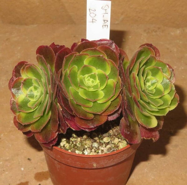 Aeonium cv Milky White variegata