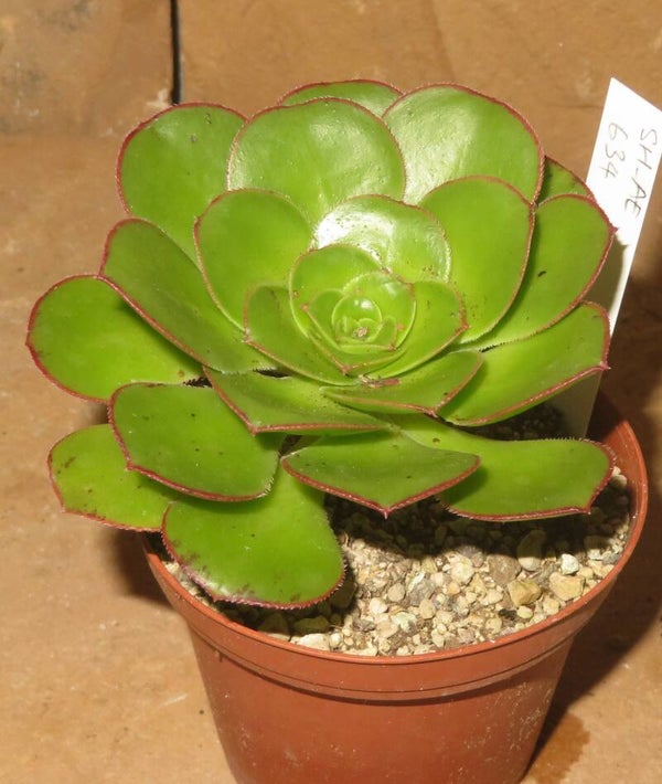 Aeonium undulatum Köhres Samen