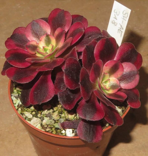 Aeonium cv Medusa variegata