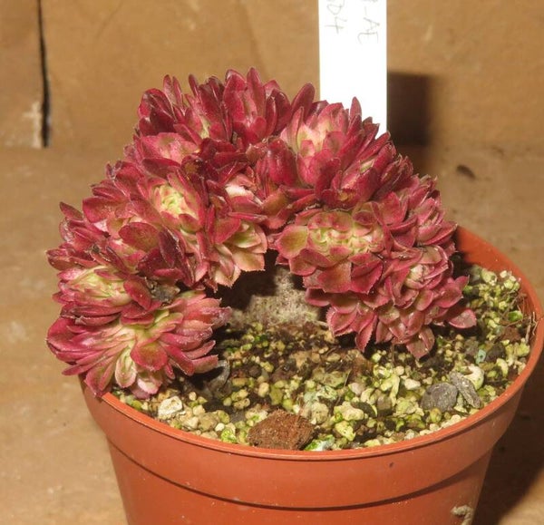 Aeonium cv Magic Candle cristata variegata