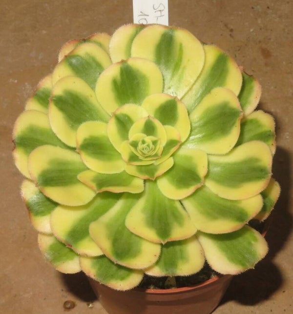 Aeonium arboreum variegata