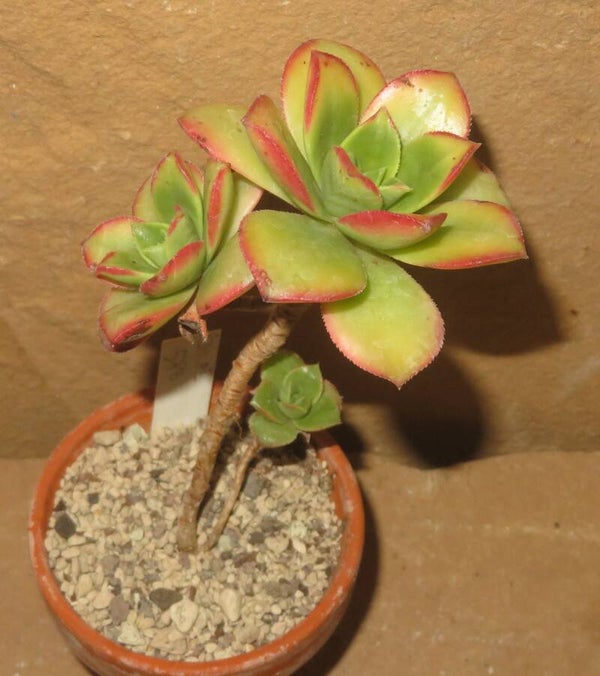 Aeonium cv Hallowen variegata