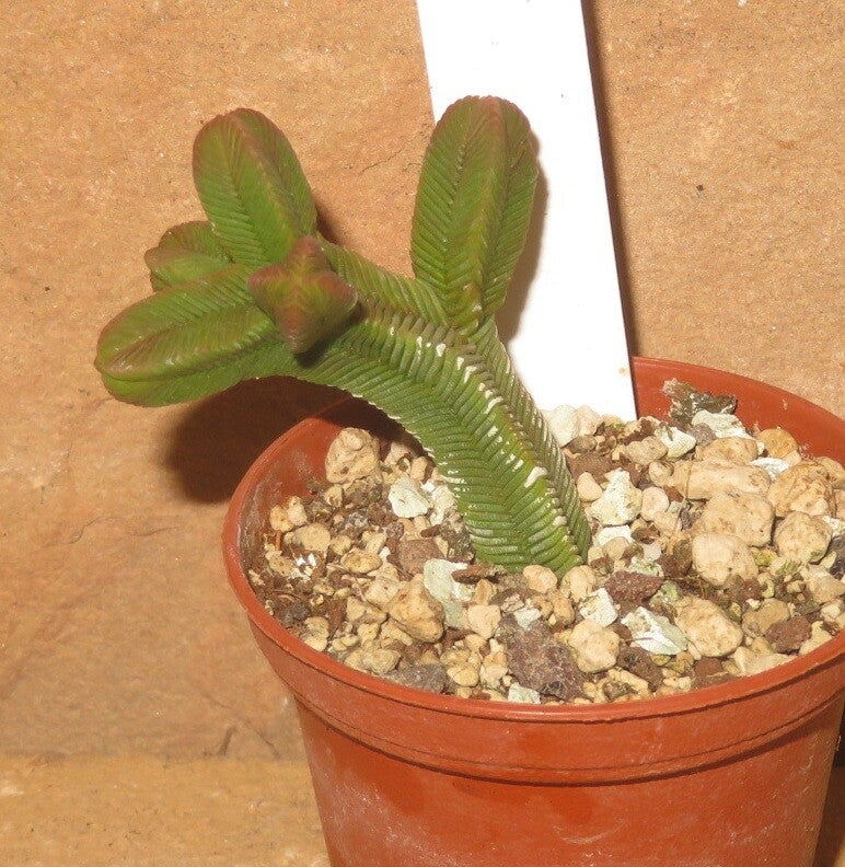 Crassula pyramidalis