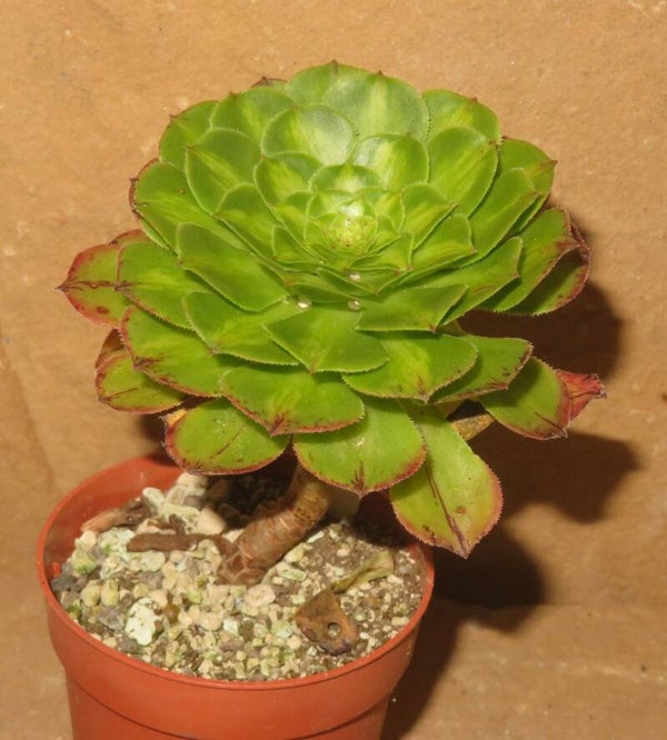 Aeonium cv Zhi Fou green variegata