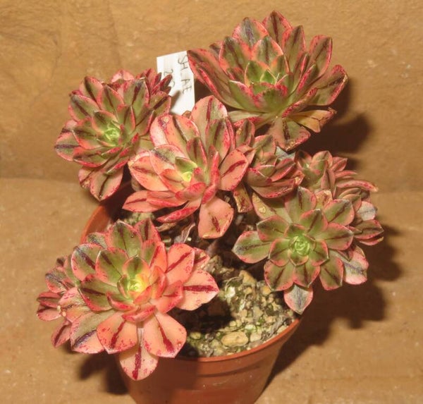 Aeonium cv Bronze Medal variegata