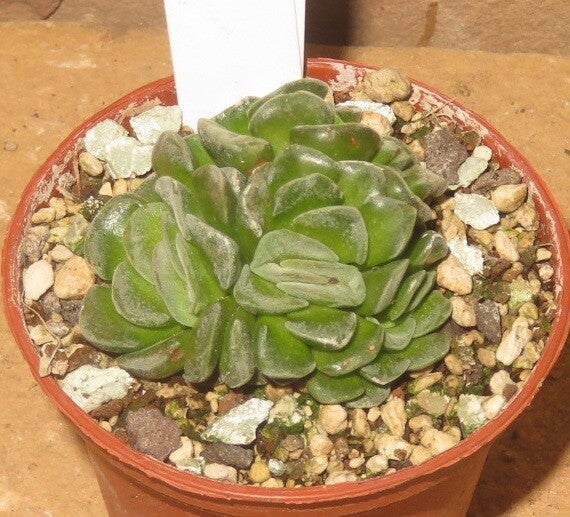 Crassula cv Cecilia