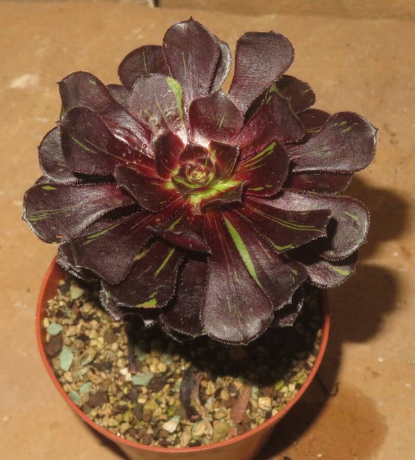 Aeonium arboreum cv Big Bang