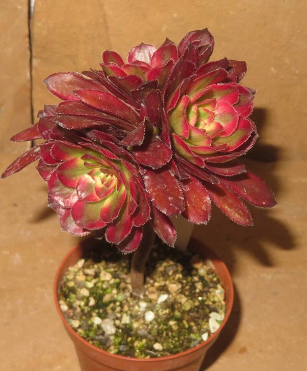 Aeonium cv Mardi Gras variegata