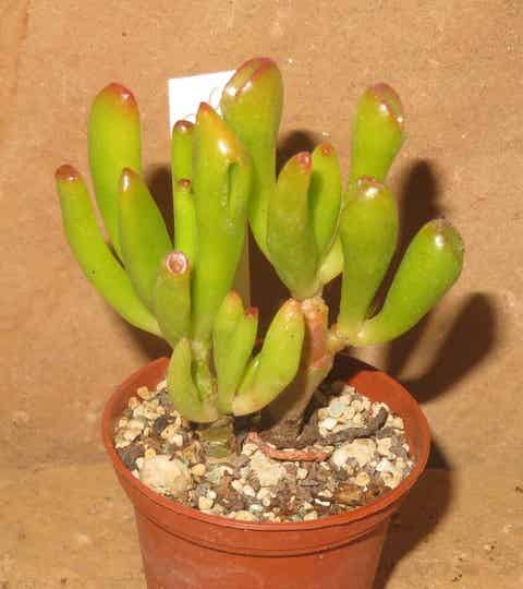 Crassula argentea cv Gollum