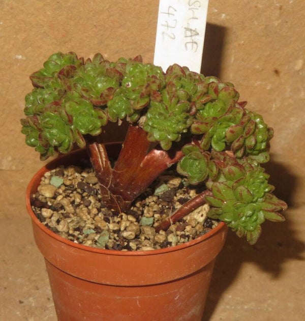 Aeonium arnoldii cristata