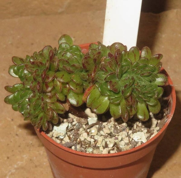 Aeonium arnoldii cristata