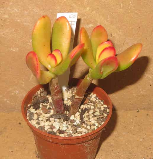 Crassula argentea cv Hobbit variegata