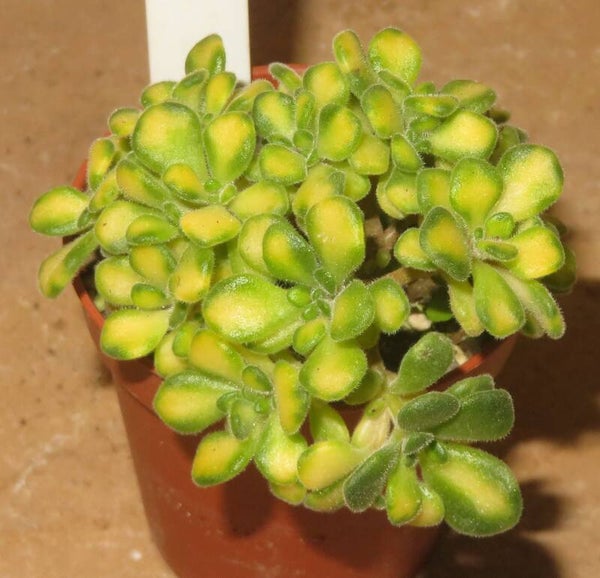 Aeonium lindleyi variegata