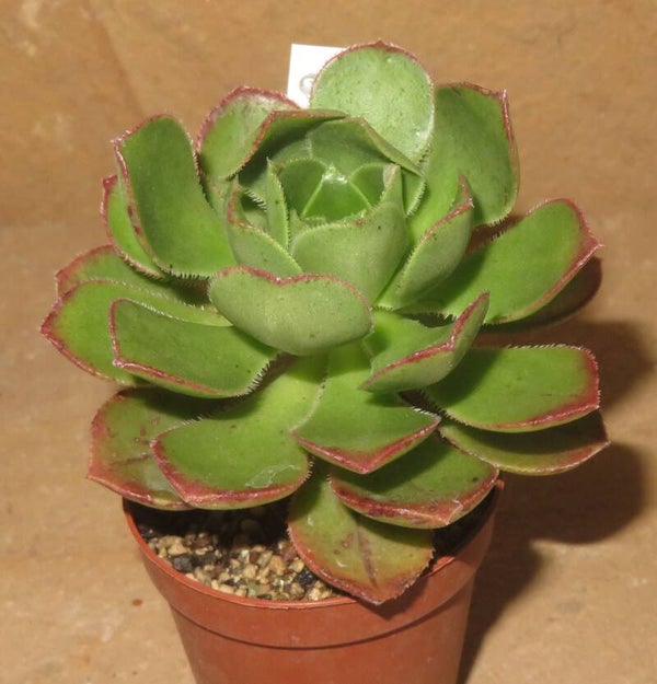 Aeonium haworthii