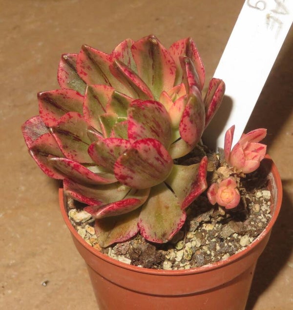 Aeonium cv Bronze Medal variegata