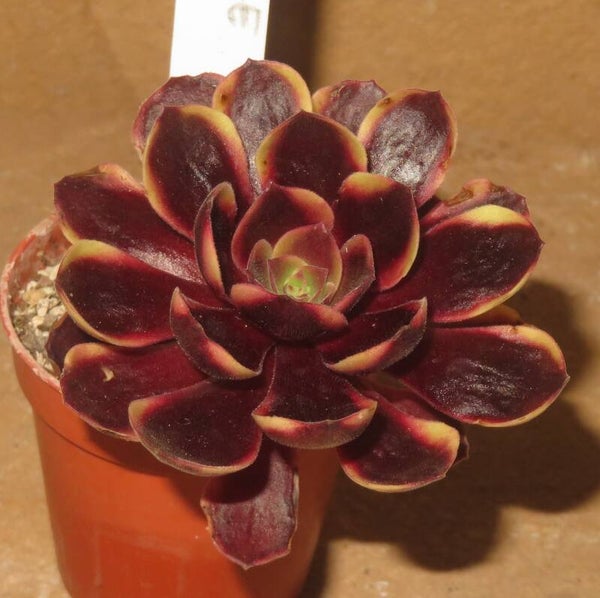 Aeonium cv SuperBang variegata