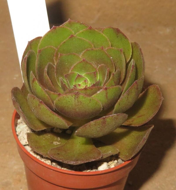 Aeonium cv Hallowen