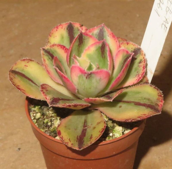 Aeonium marnier lapostolle variegata