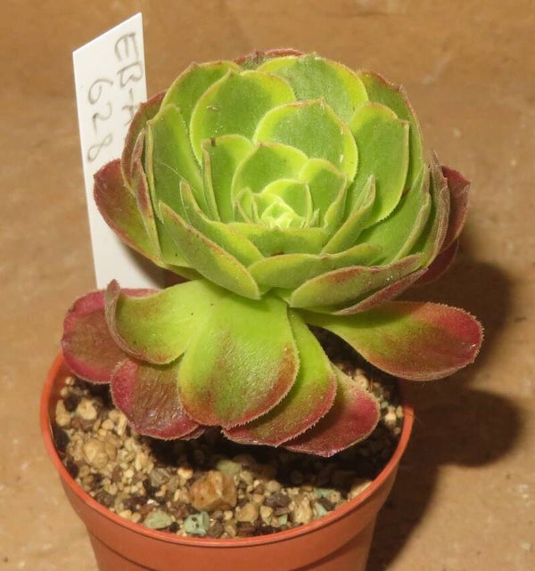 Aeonium cv Milky White variegata