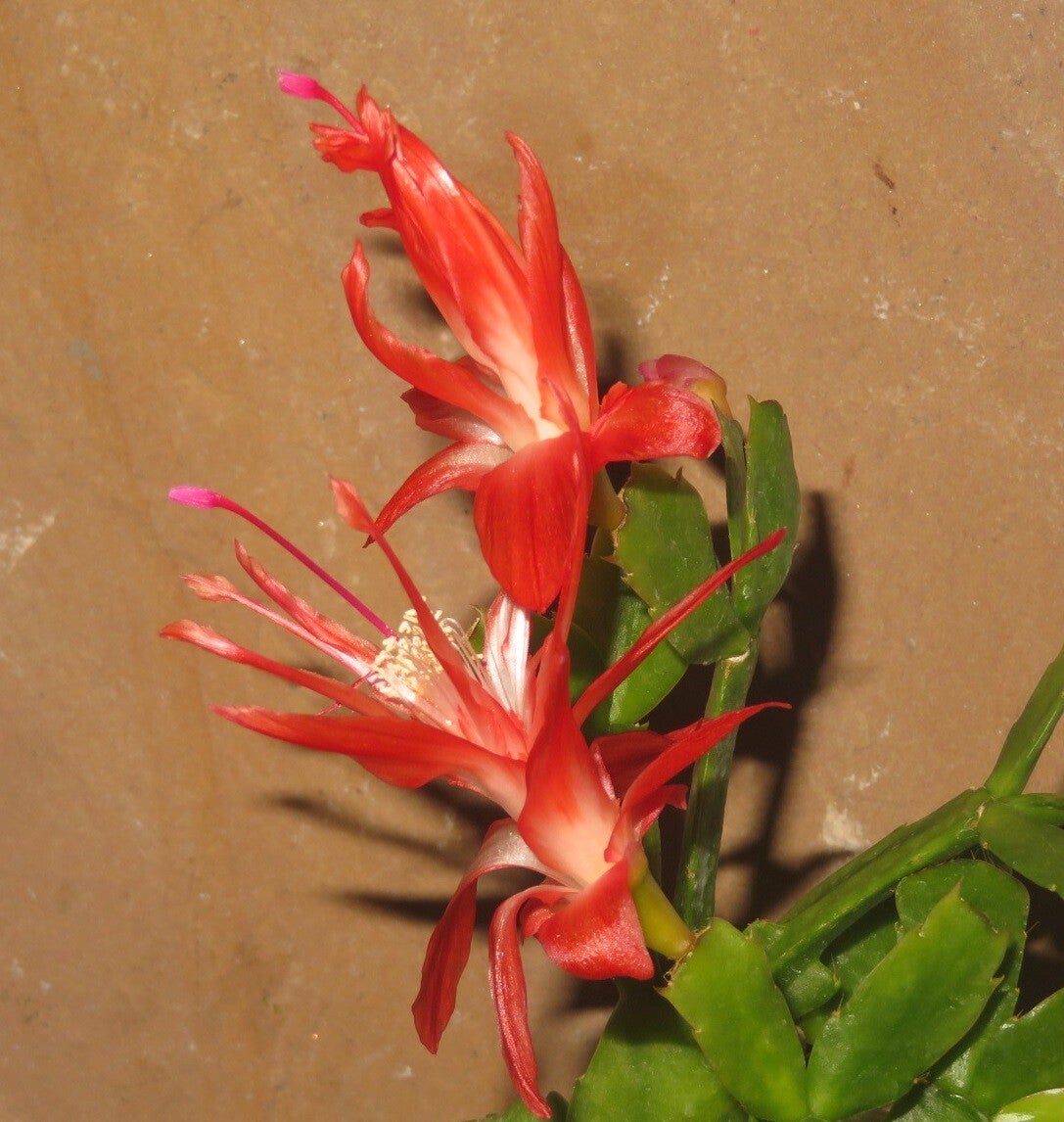 Schlumbergera cv Chiba Spot Steckling – Weihnachtskaktus