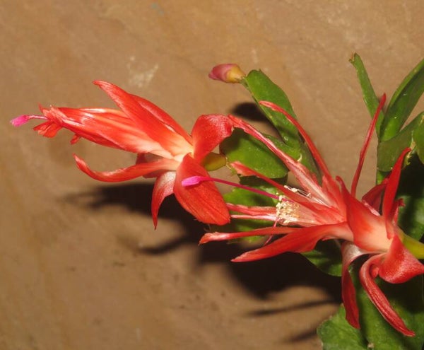 Schlumbergera cv Chiba Spot STECKLING – Weihnachtskaktus