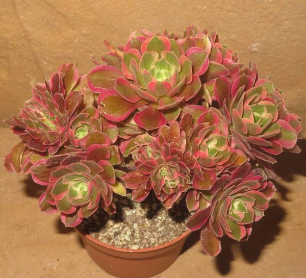 Aeonium cv Rainbow Swirl variegata Große Pflanze