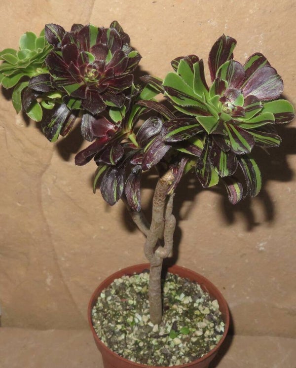 Aeonium arboreum cv Big Bang