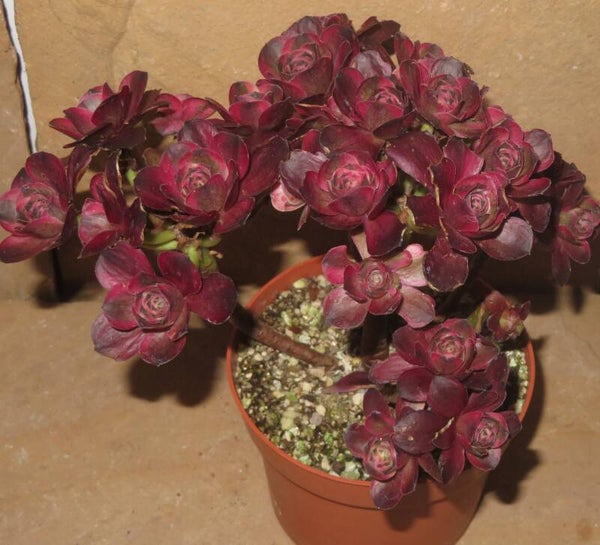 Aeonium cv Charm Golden Rose variegata Große Pflanze