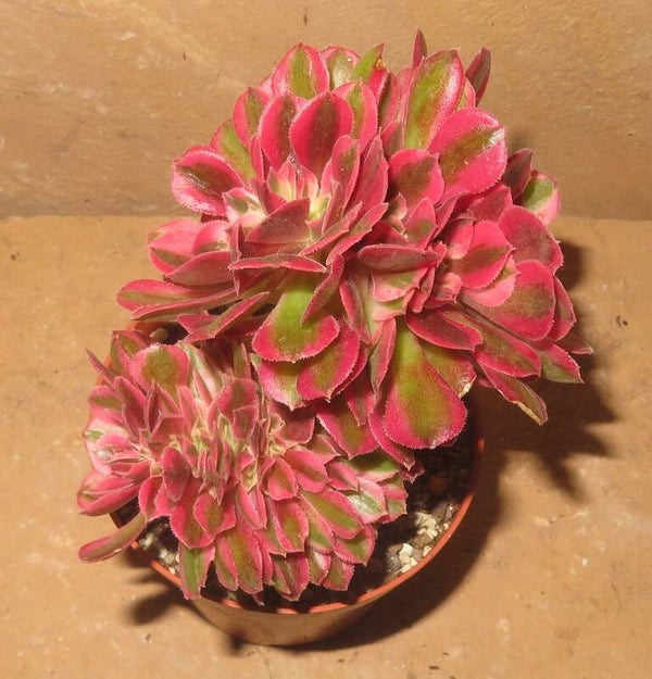 Aeonium cv Athena cristata variegata