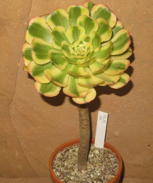 Aeonium arboreum variegata