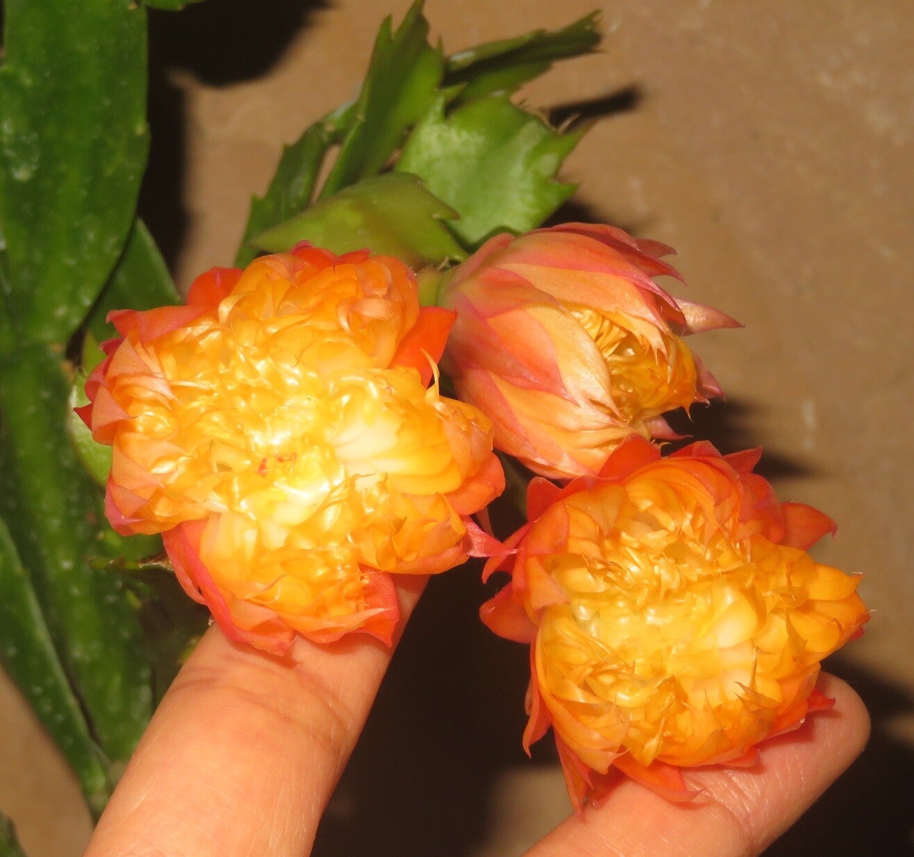 Schlumbergera cv AN016 gefüllte Blüte - bewurzelte Pflanze