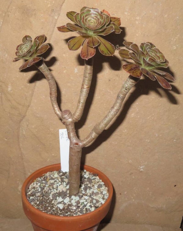 Aeonium arboreum rubrolineatum