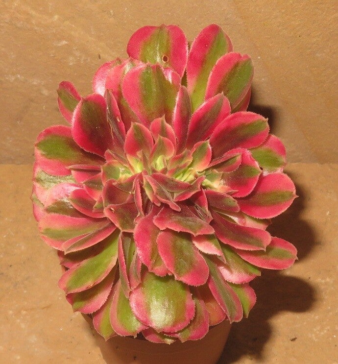 Aeonium cv Athena cristata variegata