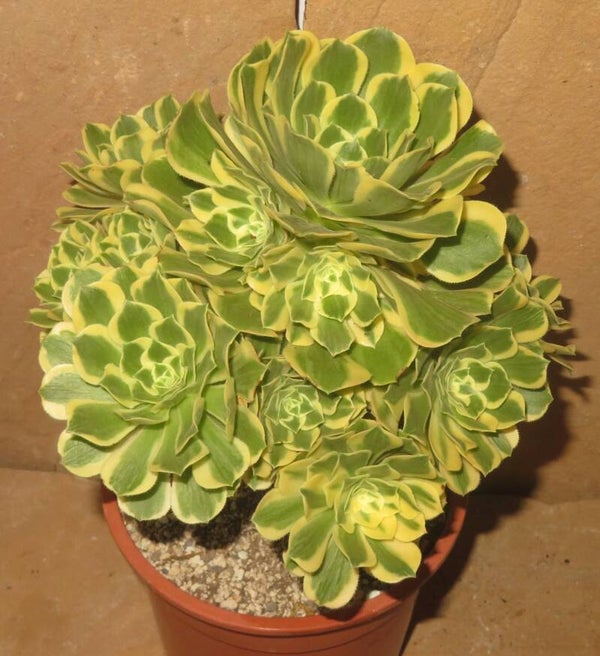 Aeonium cv Yanning variegata - sehr Große Pflanze