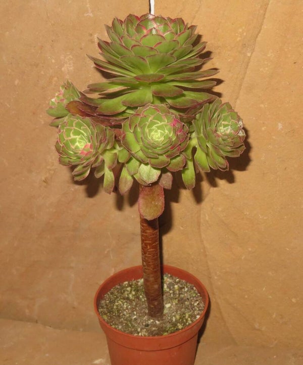 Aeonium cv Kaleidoscope variegata Große Pflanze