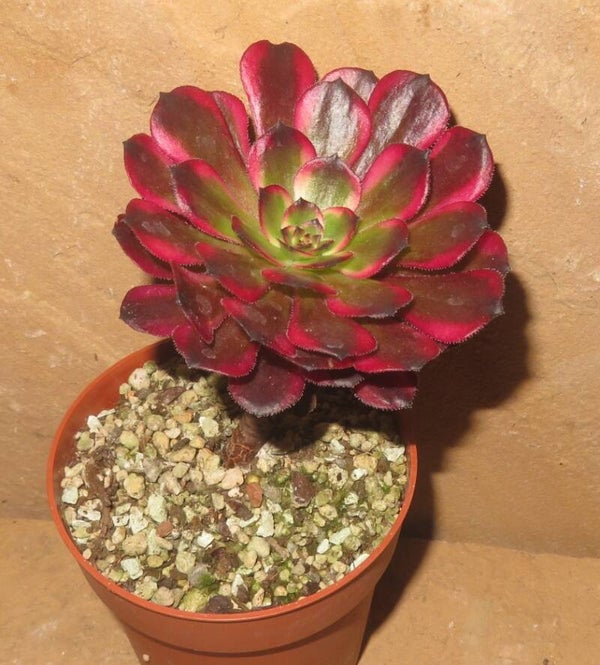 Aeonium cv Black King Kong variegata