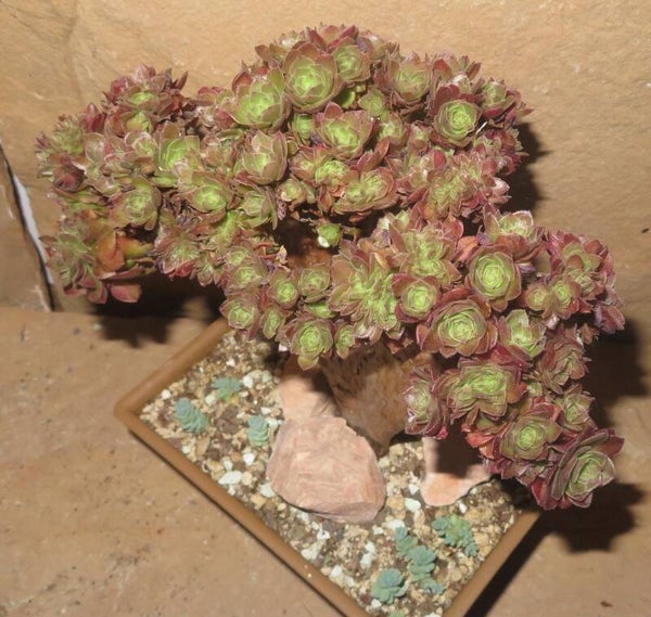 Aeonium cv Matcha cristata variegata