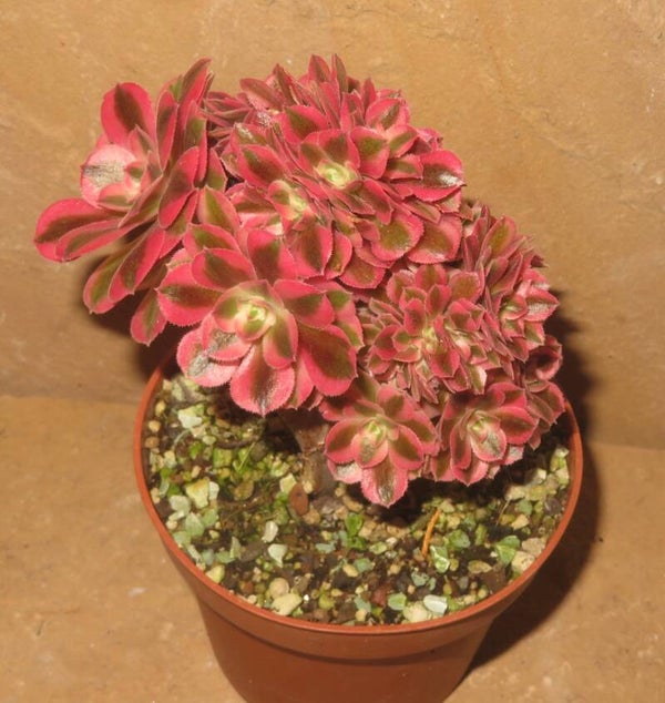 Aeonium cv Pink Witch cristata variegata