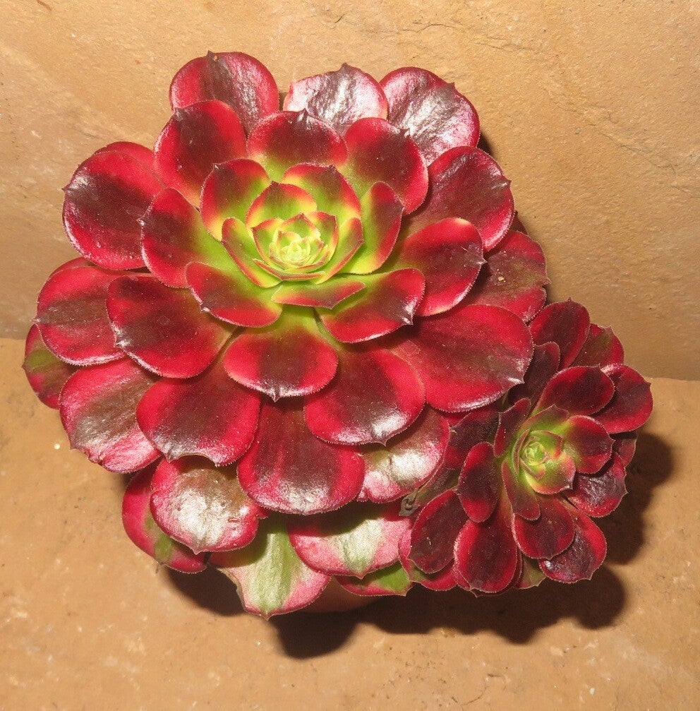 Aeonium cv Anna variegata