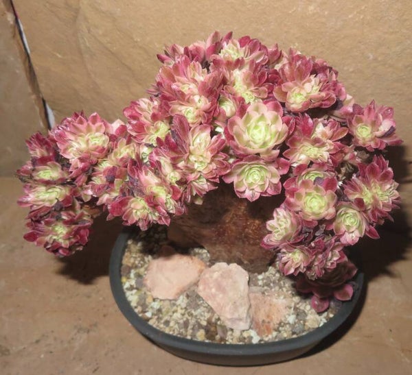 Aeonium cv Magic Candle cristata variegata
