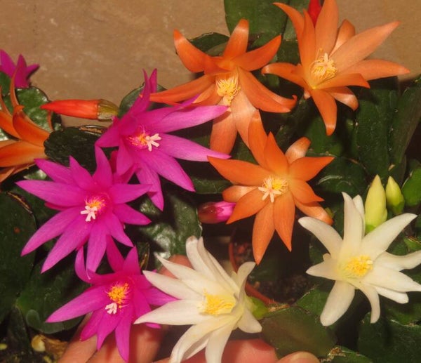 3x Rhipsalidopsis Weiß + Lila + Orange