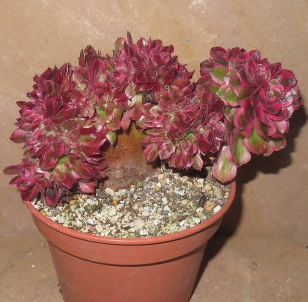 Aeonium cv Magic Candle cristata variegata