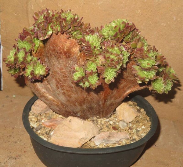 Aeonium cv Milky White cristata variegata