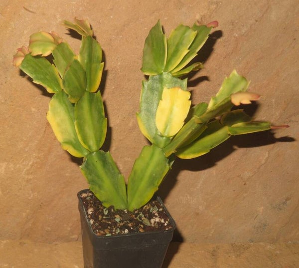 Schlumbergera cv Variegated Pink variegata STECKLING – Weihnachtskaktus