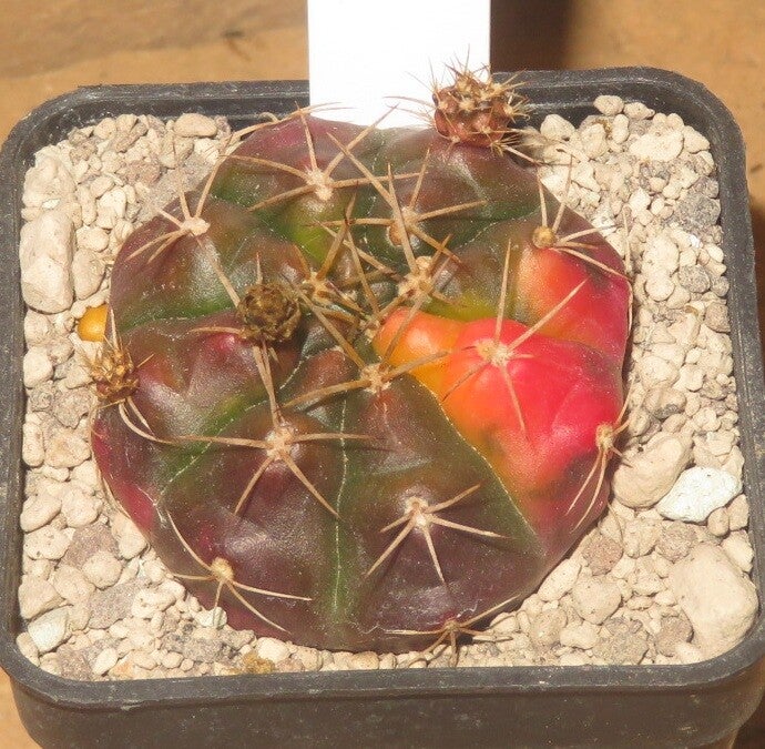 Gymnocalycium damsii v multiproliferum variegata