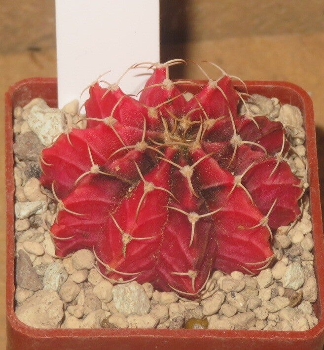 Gymnocalycium friedrichii cv LB2178 Hybrid variegata