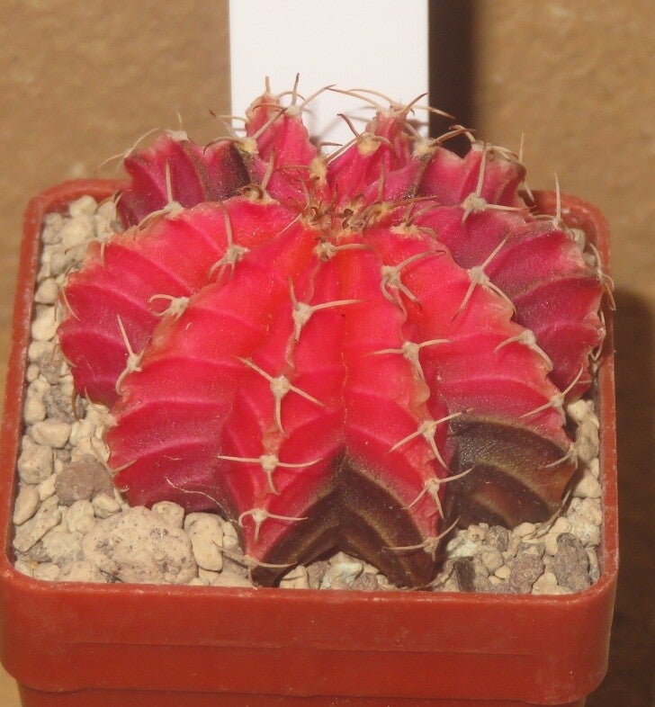 Gymnocalycium friedrichii cv LB2178 Hybrid variegata